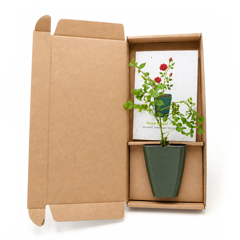 Boomgeschenk in doosje